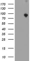 ATRIP Antibody (aa42-309, clone OTI1F10, Carrier-free)