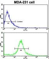 TIMP1 Antibody (aa41-70)