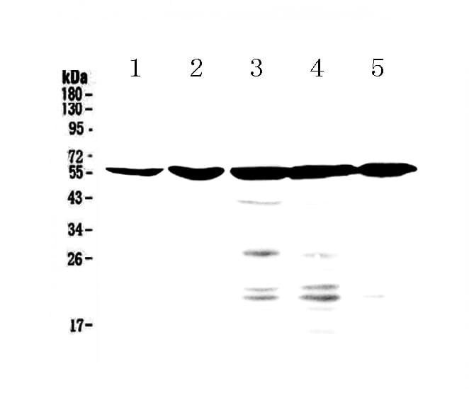 NR1H4 / FXR Antibody