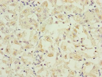 PAR6B / PARD6B Antibody