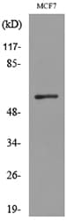 ACVRL1 Antibody