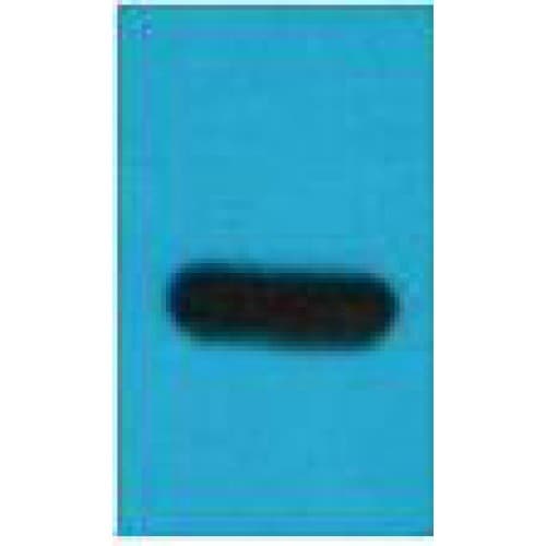 Monoclonal Mouse TAP Tag Antibody (clone Mix, WB)