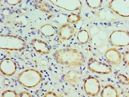 COPS7A Antibody (aa1-275)