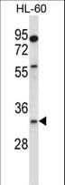 EGLN3 / PHD3 Antibody (aa203-231)