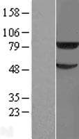 TRIM31 / RNF Protein (Over-Expression Lysate Myc-DDK (Flag))