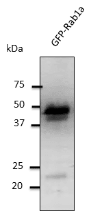 IHC-plus™ RAB1A Antibody (C-Terminus)