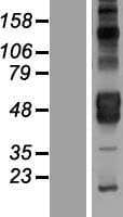 KIR2DL4 Protein (Over-Expression Lysate Myc-DDK (Flag))
