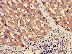 PNLIPRP3 Antibody