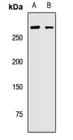 PRPF8 Antibody
