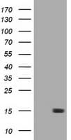 LSM1 Antibody (aa1-133, clone OTI1A9)