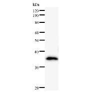 Monoclonal Mouse anti-Human NUP93 Antibody (clone 3332C2a, WB)