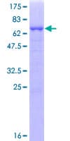 Human RAD51AP1 Protein (Recombinant GST)