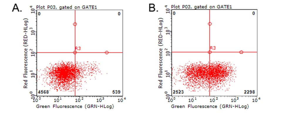 HAVCR2 / TIM-3 Antibody (clone OTI1G9)