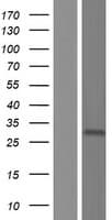KLRC3 / NKG2E Protein (Over-Expression Lysate Myc-DDK (Flag))