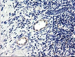 CENPH / CENP-H Antibody (clone OTI2G4, Carrier-free)