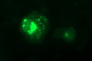 MMP13 Antibody (aa104-471, clone OTI3G1)