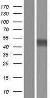 PDHA1 / PDH E1 Alpha Protein (Over-Expression Lysate Myc-DDK (Flag))