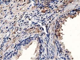 MICAL1 / MICAL Antibody (clone OTI4B1, Carrier-free)