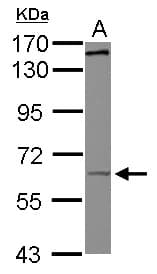 KIF19 Antibody