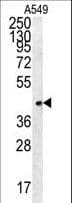 FSTL1 Antibody (aa280-308)