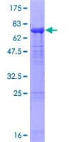 Human OTUD7B / Cezanne Protein (Recombinant GST)