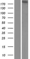 EML5 Protein (Over-Expression Lysate Myc-DDK (Flag))