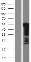 GPBP1 Protein (Over-Expression Lysate Myc-DDK (Flag))