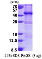 Human GIMAP6 Protein (Recombinant His)