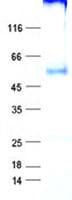 Human KLF7 Protein (Recombinant GST, N-terminus + His, C-terminus)