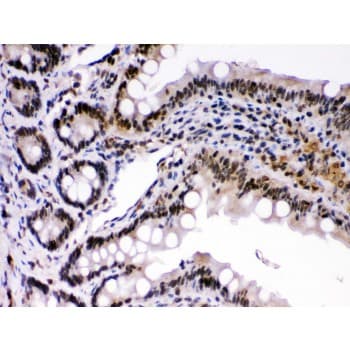 REL / C-Rel Antibody (aa268-306)