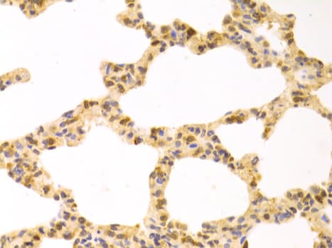 STI1 / STIP1 Antibody