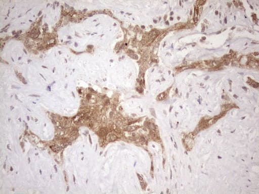 Vps60 / CHMP5 Antibody (clone OTI2E6)