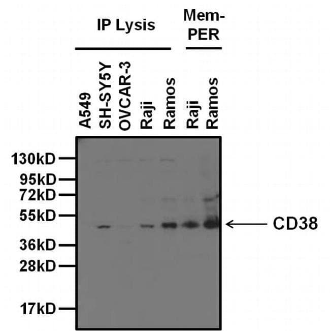Goat Anti-Mouse IgG Secondary Antibody (HRP)