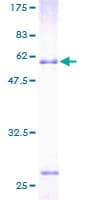 Human ICAM2 / CD102 Protein (Recombinant GST)