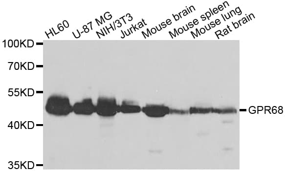 GPR68 / OGR1 Antibody