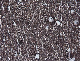 MAP2K1 / MKK1 / MEK1 Antibody (clone OTI2D4, Carrier-free)