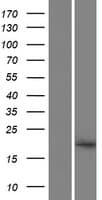 A2LD1 Protein (Over-Expression Lysate Myc-DDK (Flag))