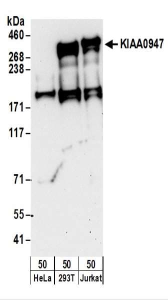 ICE1 Antibody (aa1582-1632)