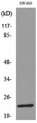 FGF9 Antibody