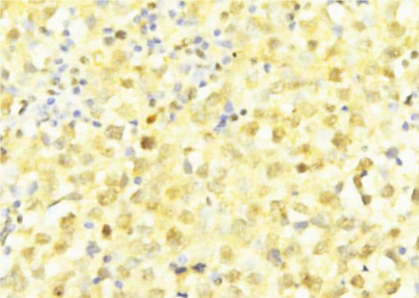 LITAF Antibody