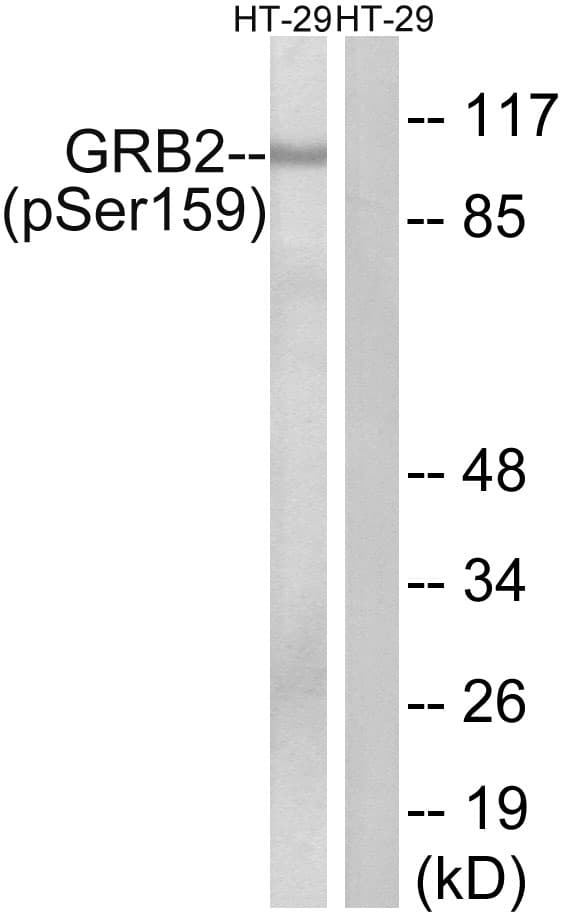 GRB2 Antibody (phospho-Ser159)