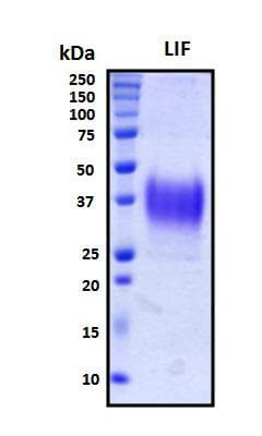 Human LIF Protein (Recombinant His, N-Terminal)