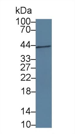 IGFBP4 Antibody (aa22-254)