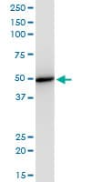 Monoclonal Mouse anti-Human EIF2S2 Antibody (clone 2F3, IHC, WB)
