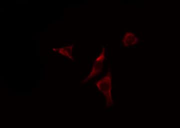 SEC22B Antibody