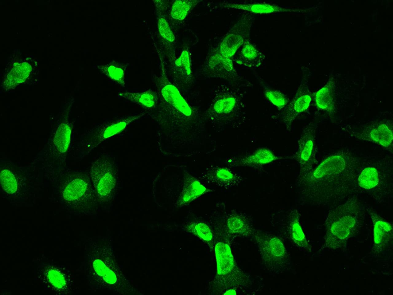 ETV3 Antibody