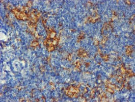 Monoclonal Mouse anti-Human CD80 Antibody (clone OTI3F1, IHC, WB)