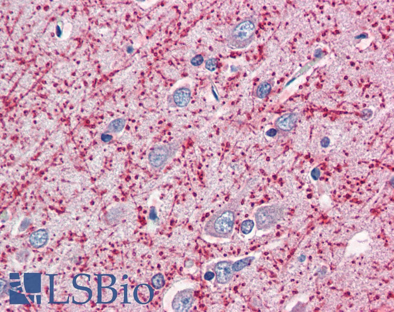 IHC-plus™ MOG Antibody (aa248-259)