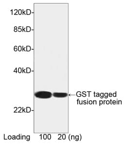 Monoclonal Mouse GST / Glutathione S-Transferase Antibody (clone 2F10B9, HRP, WB)