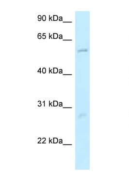 SMG9 Antibody (N-Terminus)